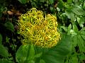 Stem Clasping Ligularia
